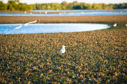 lowTide lowTide