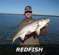 redfish