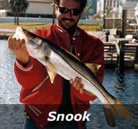 snook