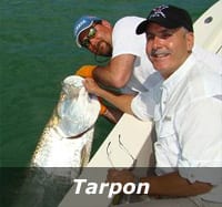 tarpon